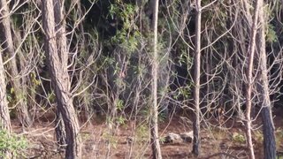 Land for sale in Idanha-a-Nova, Portugal — €7,500