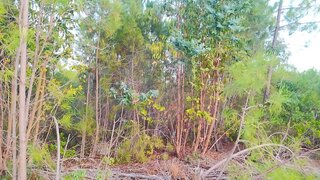 Land for sale in Idanha-a-Nova, Portugal — €20,000