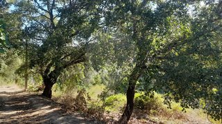 Land for sale in Torres Novas, Portugal — €12,000