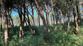 Land for sale in Sintra, Portugal — €60,000