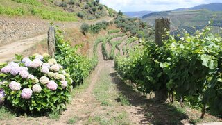 Land for sale in Alijó, Portugal — €160,000