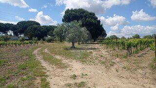 Land for sale in Santarém, Portugal — €13,000