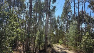 Land for sale in Santa Comba Dão, Portugal — €15,000