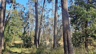 Land for sale in Cantanhede, Portugal — €6,500