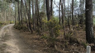 Land for sale in Cantanhede, Portugal — €8,000