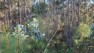 Land for sale in Pombal, Portugal — €295,000