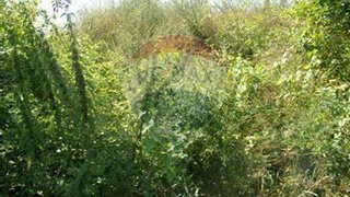 Terreno para venda em Viseu, Portugal — 10 000 €