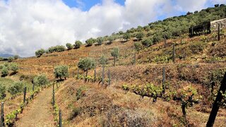 Land for sale in Peso da Régua, Portugal — €100,000