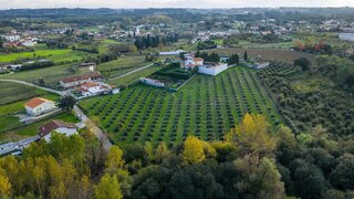 Land for sale in Anadia, Portugal — €89,000