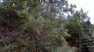 Terreno em Penedono