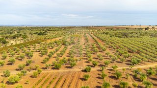 Land for sale in Reguengos de Monsaraz, Portugal — €27,000