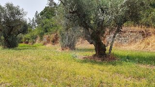 Land for sale in Sertã, Portugal — €2,950