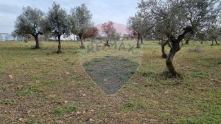 Terreno em Borba
