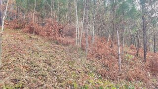 Terreno em Arcos de Valdevez