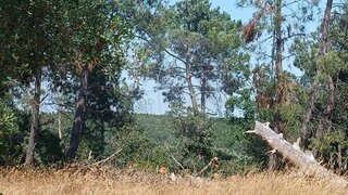 Land for sale in Cartaxo, Portugal — €17,500