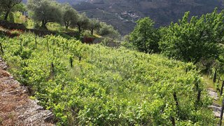 Land for sale in Alijó, Portugal — €180,000