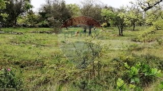 Land for sale in Penela, Portugal — €30,000