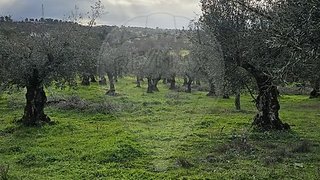Terreno para venda em Celorico da Beira, Portugal — 60 000 €