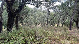 Land for sale in Alvaiázere, Portugal — €13,000