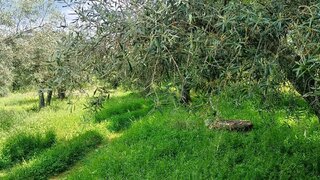 Land for sale in Penamacor, Portugal — €4,000