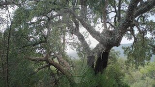 Terreno em Portalegre