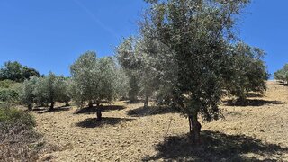Terreno para venda em Torres Novas, Portugal — 30 000 €
