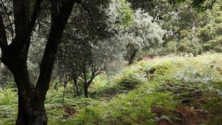 Terreno em Ponte de Lima
