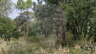 Land for sale in Tomar, Portugal — €27,000
