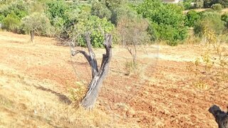 Terreno em Loulé