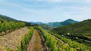 Land for sale in Sabrosa, Portugal — €480,000
