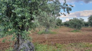 Land for sale in Reguengos de Monsaraz, Portugal — €17,900