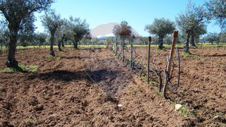 Land for sale in Vila Velha de Ródão, Portugal — €25,000