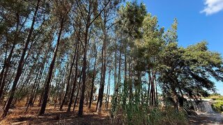 Terreno em Cartaxo