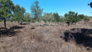 Land for sale in Nisa, Portugal — €15,000