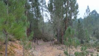 Terreno de 3060 m² em Castelo Branco