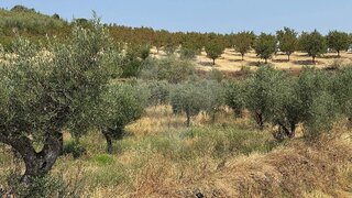Land for sale in Mirandela, Portugal — €35,000