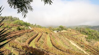 Land for sale in Penela, Portugal — €585,000