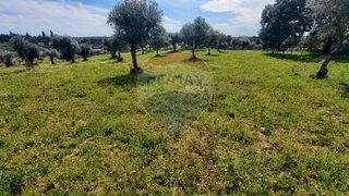Land for sale in Idanha-a-Nova, Portugal — €60,000