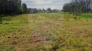 Land for sale in Anadia, Portugal — €10,000