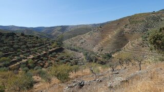 Land for sale in São João da Pesqueira, Portugal — €36,000