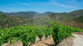 Land for sale in São João da Pesqueira, Portugal — €150,000
