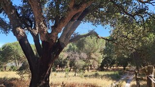 Land for sale in Palmela, Portugal — €290,000