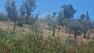 Land for sale in Vila de Rei, Portugal — €7,500