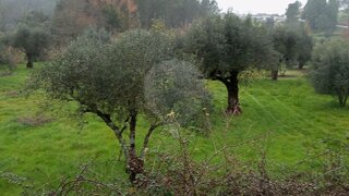 Terreno em Mealhada