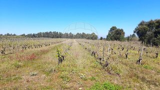 Terreno em Alpiarça