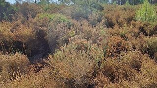 Terreno em Figueiró dos Vinhos
