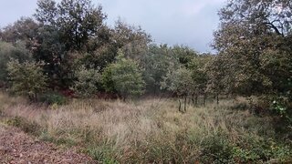 Land for sale in Pombal, Portugal — €50,000