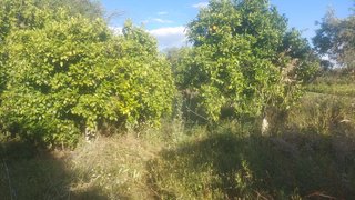 Terreno em Penamacor