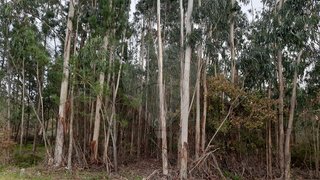 Land for sale in Pombal, Portugal — €15,000