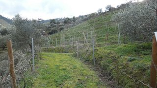 Land for sale in Armamar, Portugal — €60,000